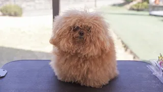 여기가 미용실인 걸 끝나고 알았습니다…🐶