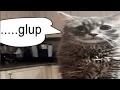 Download Lagu YOU LAUGH YOU GULP