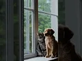 Download Lagu Watching the rain #pet #dog #cat #cute #rain