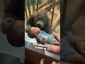 Download Lagu This orangutan wanted to see their baby ❤️