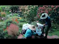 Download Lagu Mountain life, shopping for fall flowers and mulching with organic coconut chips