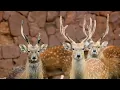 Deer behavior and habitats