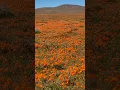 Antelope Valley Status The Poppies are HERE March 2026 Update