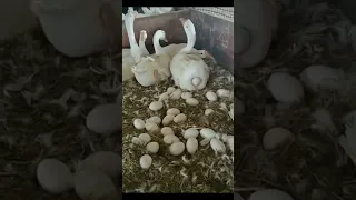 وزه تبيض ادعمني باشتراك واعجاب ماتخسر شي 