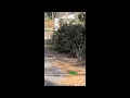 Volusia County residents urged to dispose of yard debris safely amid burn ban