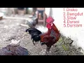 Download Lagu MENGENAL JENIS-JENIS KOKOK AYAM KETAWA