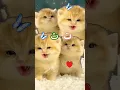 Download Lagu Alif un ba ta un sa😍🤩😘💖💖💖💖💖💖♥️♥️♥️love this cat😿😿 #cute #kitten #catlover
