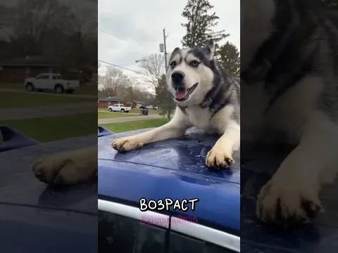 Почему собака не слушается 😠