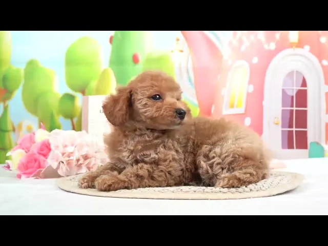 動画