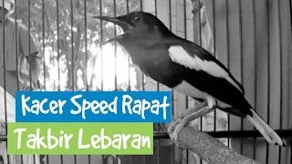 Download Kacer DATUK Gacor Durasi Panjang Speed Rapat | Suara Masteran MP3