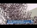 Allergy season kicks off in the Las Vegas Valley
