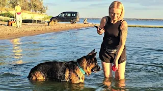 🌊Beach season is open. Jolly🇩🇪, Jezzy🇩🇪, and Dobie🇺🇦 German Shepherds Odessa 2026