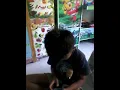 Download Lagu aku yg memilihmu