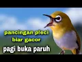 Download Lagu Suara Pancingan Pleci Bustomi Biar Gacor Ngalas Nembak Pagi Hari
