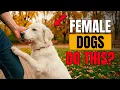 10 vreemde dingen die ALLEEN VROUWELIJKE HONDEN voor hun baasje doen
