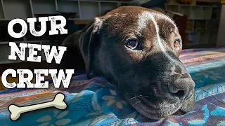 Will our adopted dog love wide beam narrowboat life? | Ep 394