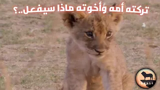 وثائقي قصة الشبل التي أبكت الجميع الشبل الصغير الذي تركته امه ورفضت أن ترضعه 