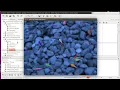 Java 2D from scratch - Mouse Trail Effect Top View Swimming Fish Demo