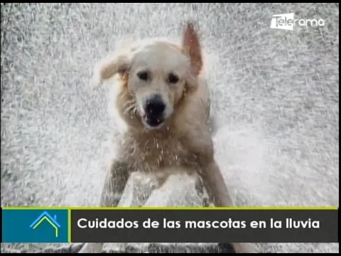 Cuidados de las mascotas en la lluvia