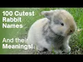 100 Cute Rabbit Names and Meanings 50 Boy and 50 Girl Bunny Names