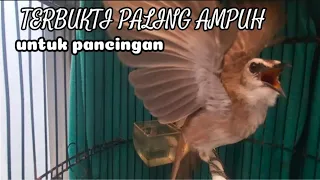 Download TRUCUKAN GACORR AMPUH TERBUKTI UNTUK PANCINGAN NAIKAN EMOSI BIAR GACIR MP3