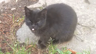 A black kitty meows and walking to me