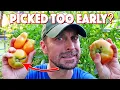 Picking Tomatoes Early When They re Still Green Ruin Them