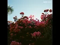 ILYSB (STRIPPED) - LANY