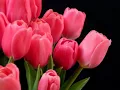 Download Lagu KETAHUILAH!!  Ternyata Inilah 15 Manfaat dan Khasiat Bunga Tulip untuk Kesehatan