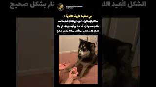 ردة فعل كلبي عندما علم أنه اخطأ في الاختيار  ضحك  كلاب دندنها