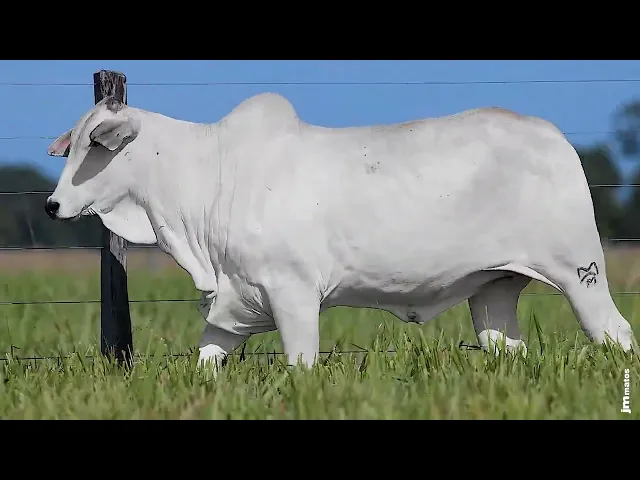 Novilha Nelore MMAR - 4909