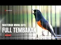 Lagu MURAI BATU GACOR FULL ISIAN TEMBAKAN MEWAH AMPUH MELATIH MURAI BATU BONGKAR ISIAN
