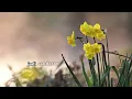 Keisya Levronka - Tak Ingin Usai (Official Music Video)