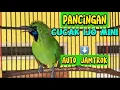 Cucak Ijo Mini - Gacor Nembak Isian Pancingan Agar Cepat Jamtrok