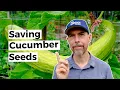 Saving Your Cucumber Seeds For A Resilient Garden
