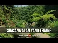 Download Lagu SUASANA ALAM YANG TENANG ! ( Musik Relaksasi, Pengantar Tidur, Penghilang Stress, Suara Hutan )