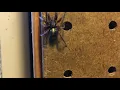 interesting random spider in the garage