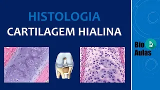 Cartilagem Hialina: Pericôndrio, Matriz Cartilaginosa (Tecido Cartilaginoso) - Histologia Humana