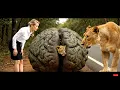 Download Lagu rescue animal : Brave Woman Rescues Lion Cub Trapped Inside Solid Rock