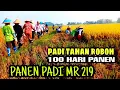 Lagu PANEN PADI MR 219 PADI TAHAN ROBOH 100 HARI PANEN