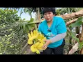 Nemu harta karun ‼️ Sulastri 15 panen pisang Roboh ke 2, Tkw Taiwan 🇹🇼.