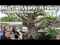 Download Lagu WIH KEREN ANTING PUTRI CALON PETARUNG ADA DISINI