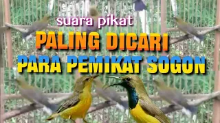 Download Suara Pikat Sogon Ampuh Paling Dicari MP3