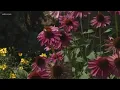 See the rainbow UT Color Garden is in bloom