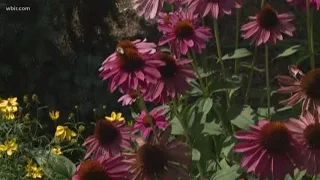 See the rainbow UT Color Garden is in bloom