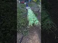Meet Raul the peacock #peacock #roosters # turkeys #chickens #freerangechickens