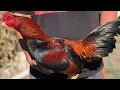 Best Asil Broodcocks 2021 Gamefowl