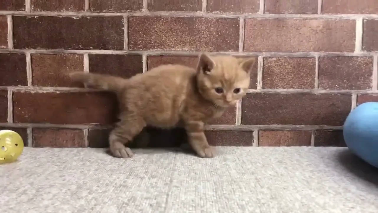 動画