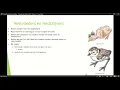 Download Lagu VWO 2 Thema 1 Planten \u0026 Dieren Basisstof 8 Nestblijvers \u0026 nestvlieders