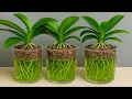 Download Lagu IK HEB DEZE HEEL GEMAKKELIJKE MANIER GEMAAKT EN IK BEN GEEN ENKELE ORCHIDEE MEER VERLOREN